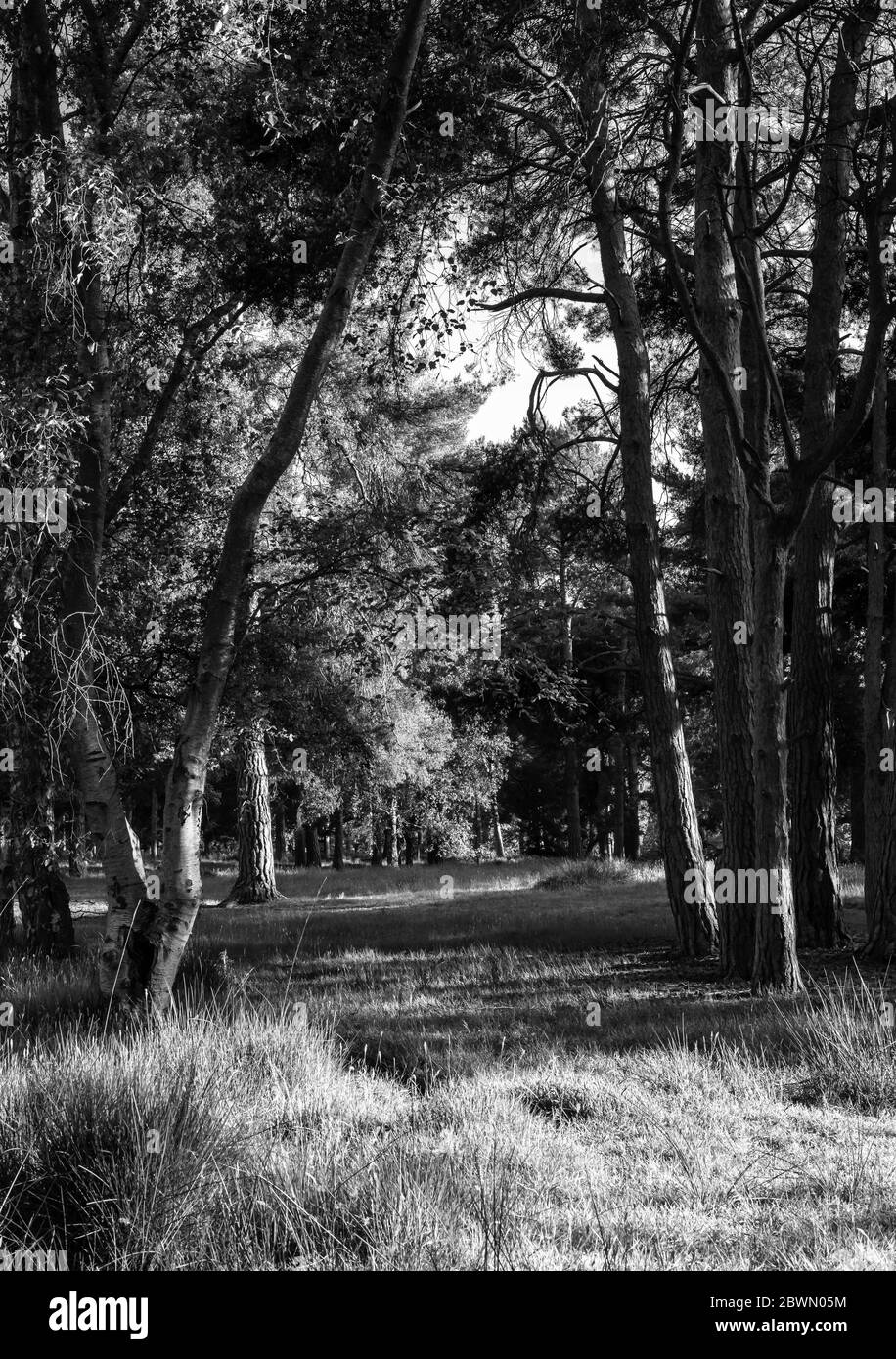 A clearing in a woodland. The evening sunshine throws dappled light and long shadows onto the ground between the trees. Stock Photo