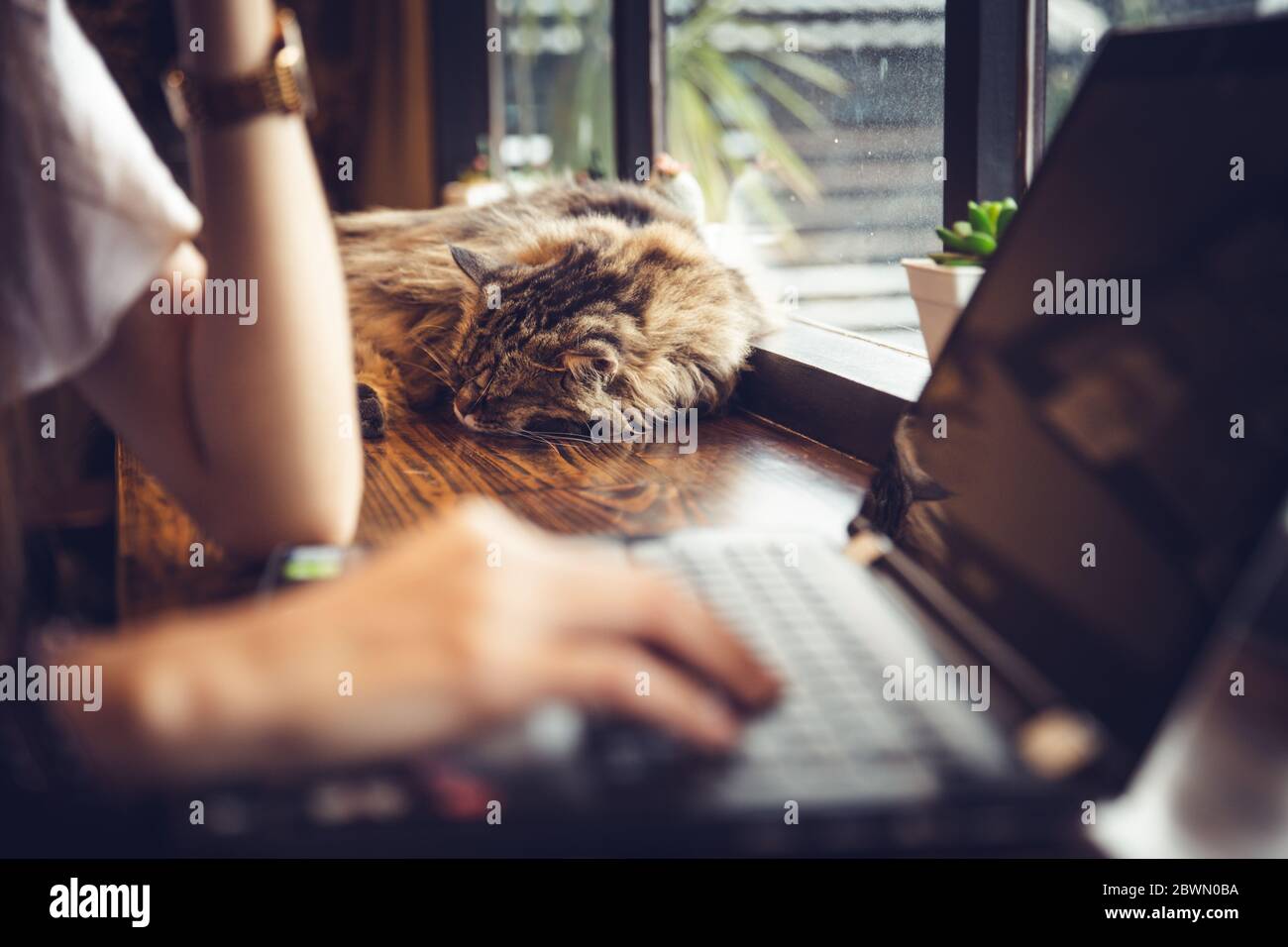 Lazy cat sleeping while people hard working with laptop while work from home, Jealous and Comfortable pets. Stock Photo