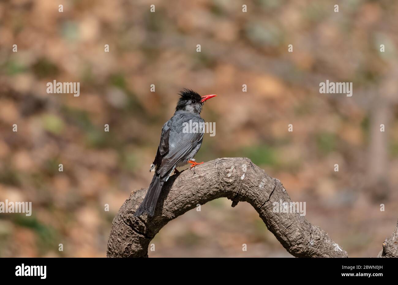 Black Bulbul bird - backiee