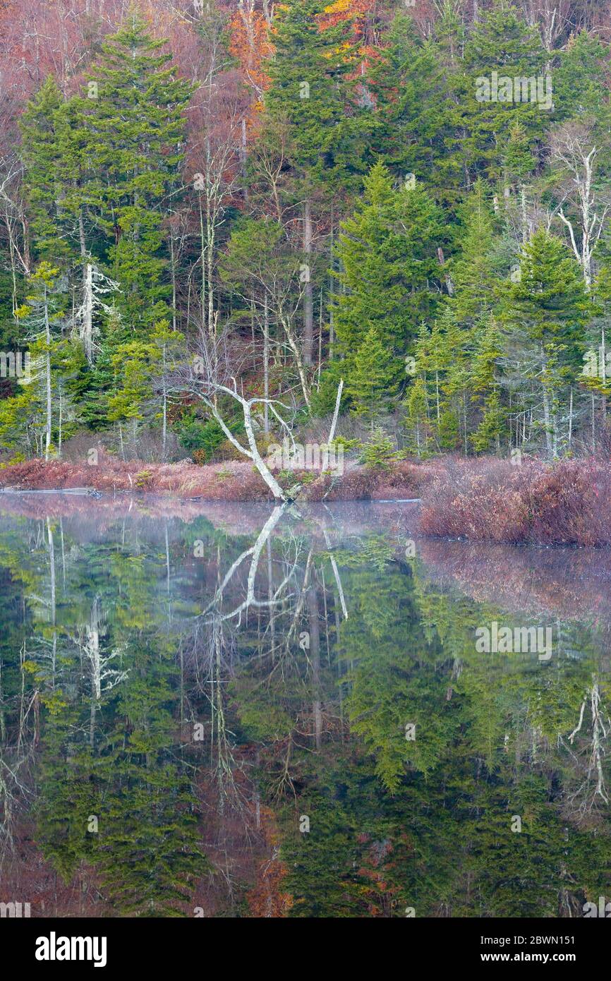 Reflection of trees in Upper Hall Pond in Sandwich, New Hampshire. This is a secluded pond