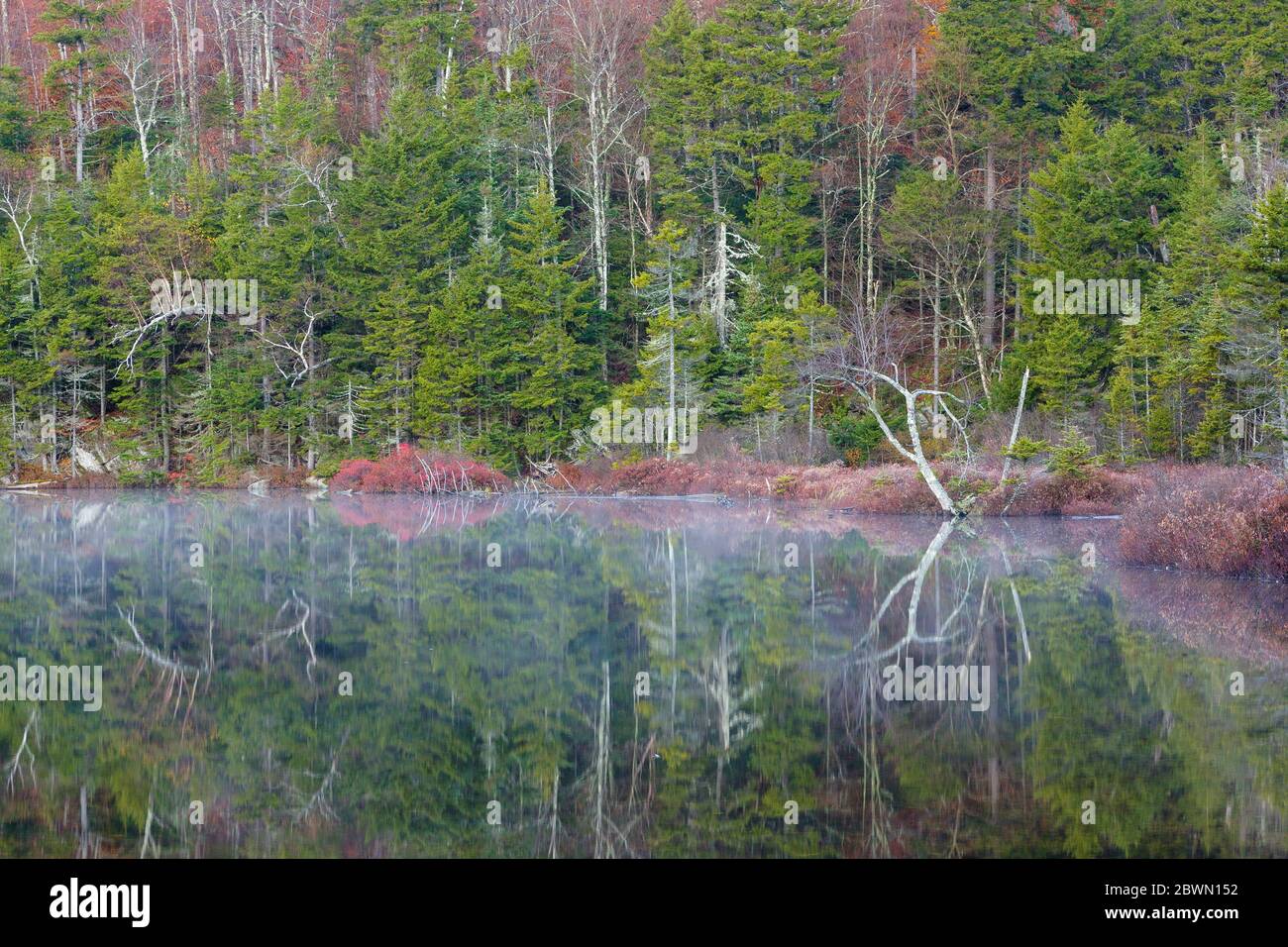 Reflection of trees in Upper Hall Pond in Sandwich, New Hampshire. This is a secluded pond