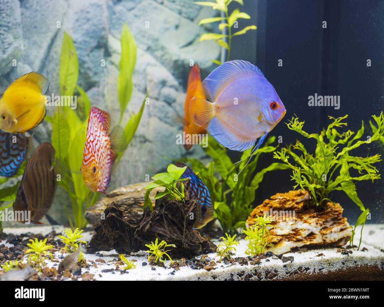 View of gorgeous colorful aquarium fishes discus. Beautiful nature background. Hobby concept. Stock Photo