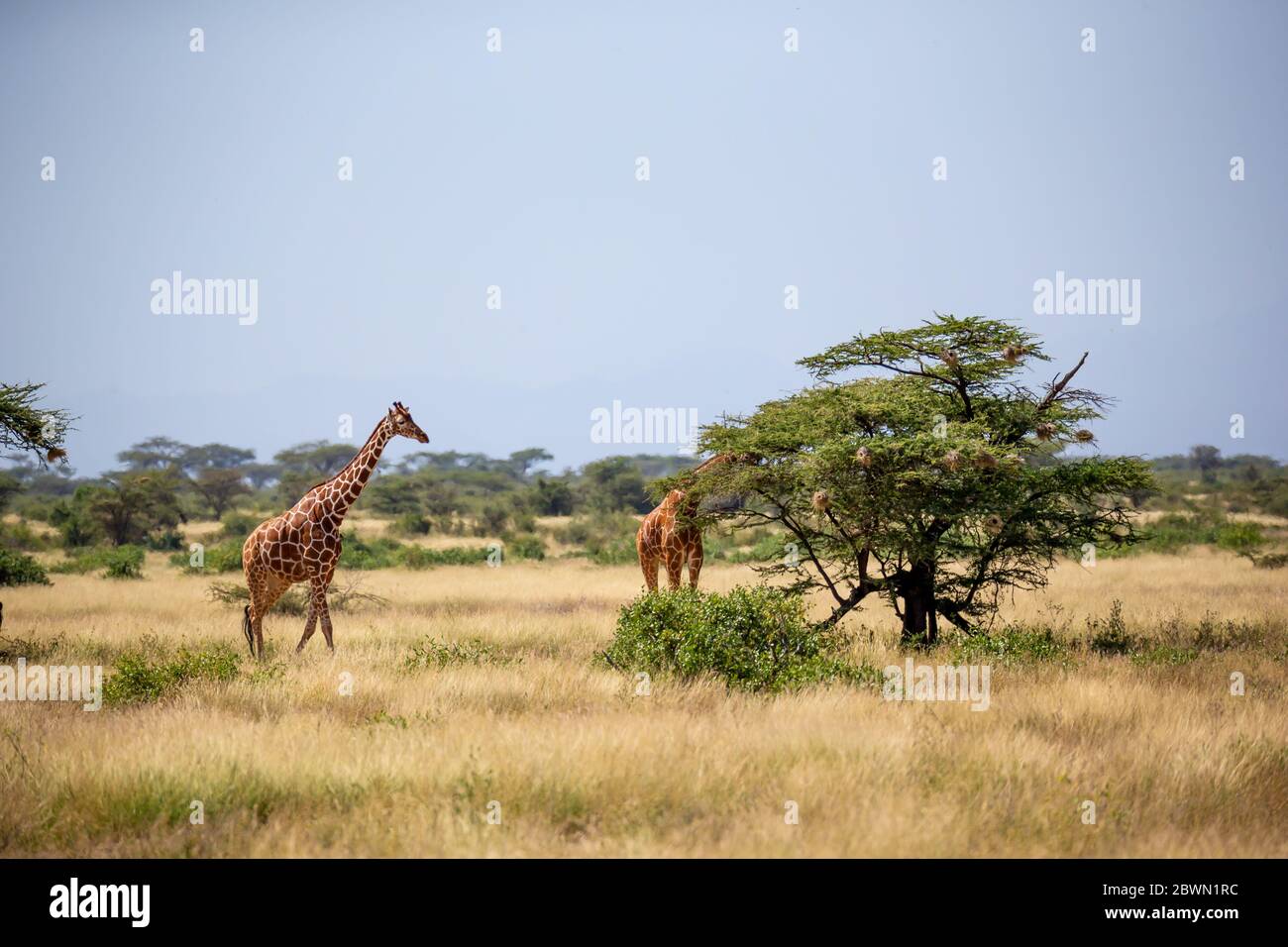 A Somalia giraffes eat the leaves of acacia trees Stock Photo Alamy