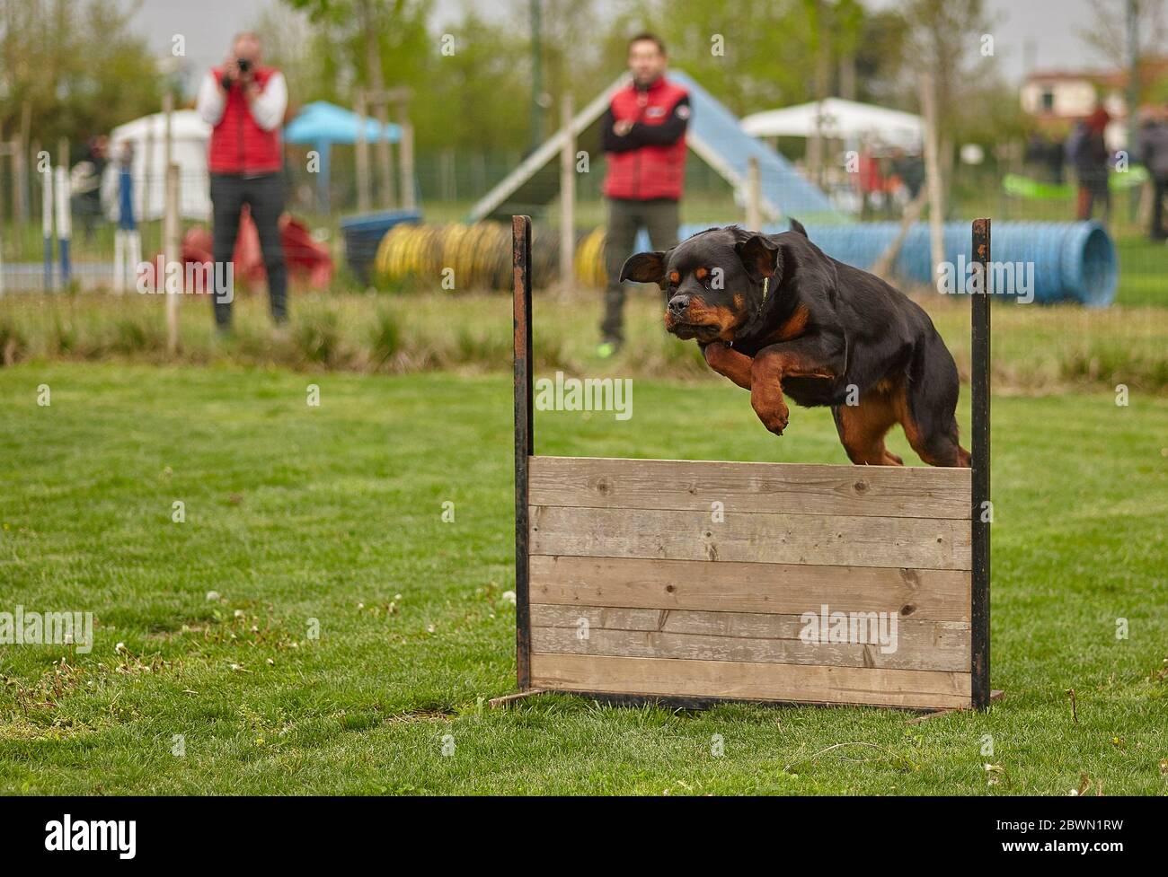 Dog jumps during a dog competition Stock Photo Alamy