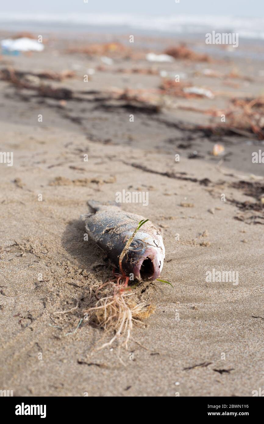 Dead fish with open mouth on the shore of the beach Stock Photo - Alamy
