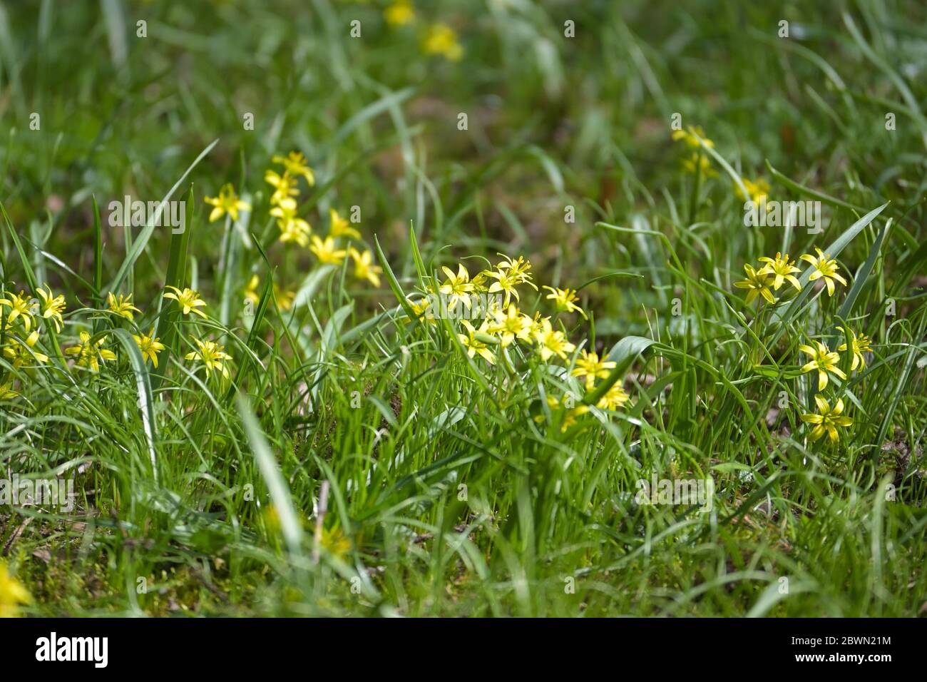 Yellow star of Bethlehem (Gagea lutea) group of flowers in the grass, the bulb forming perennial herb is blooming in early spring , copy space, select Stock Photo