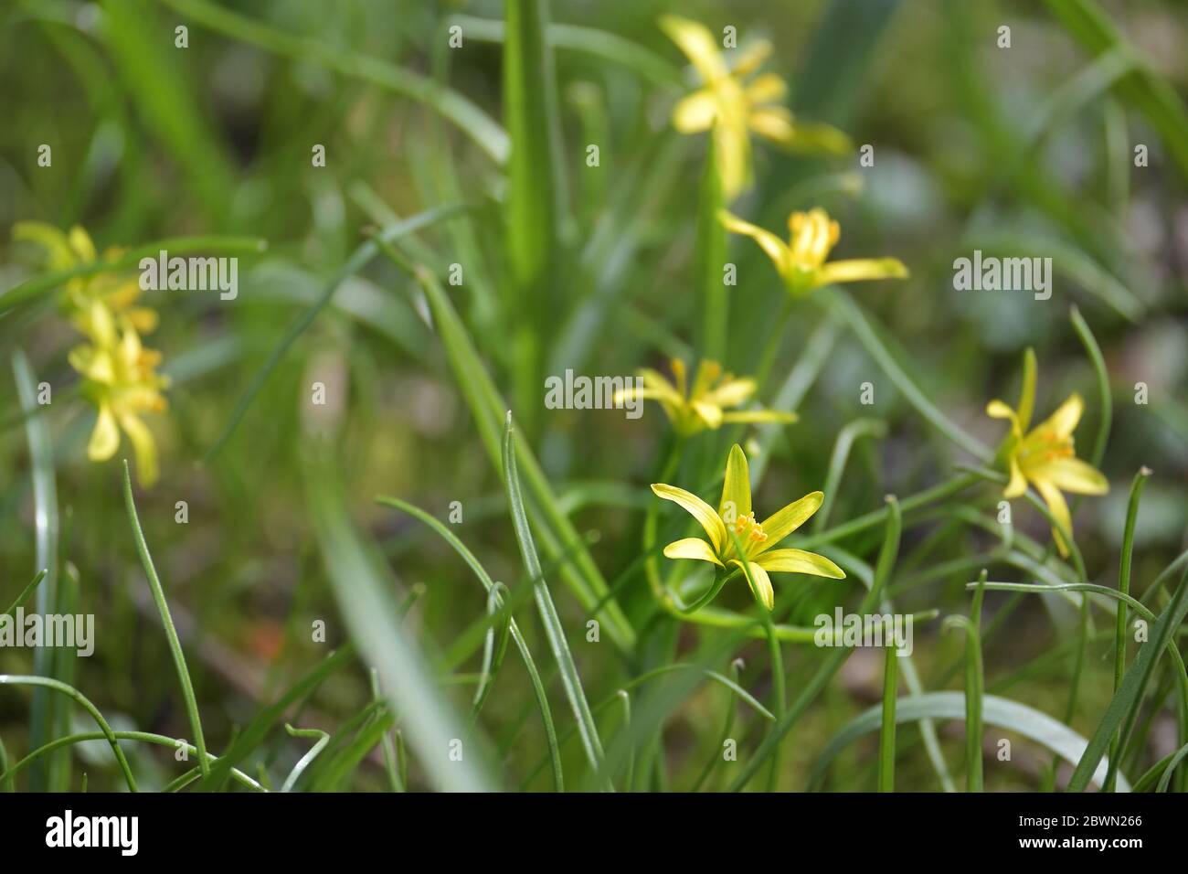 Yellow star of Bethlehem (Gagea lutea), group of flowers in the grass, blooming in early spring , copy space, selected focus, narrow depth of field Stock Photo