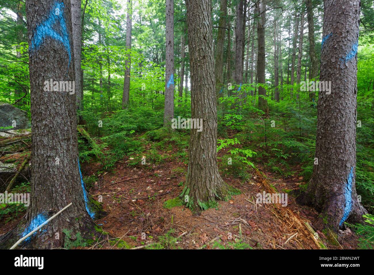 Trees marked for removal with blue paint in section 69 of the Northeast