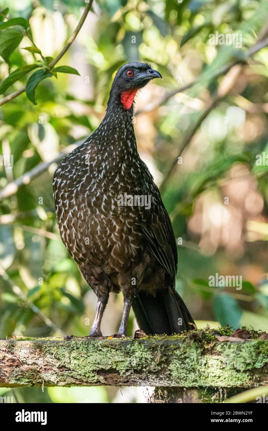 Beautiful black tropical bird with red throat on green Atlantic