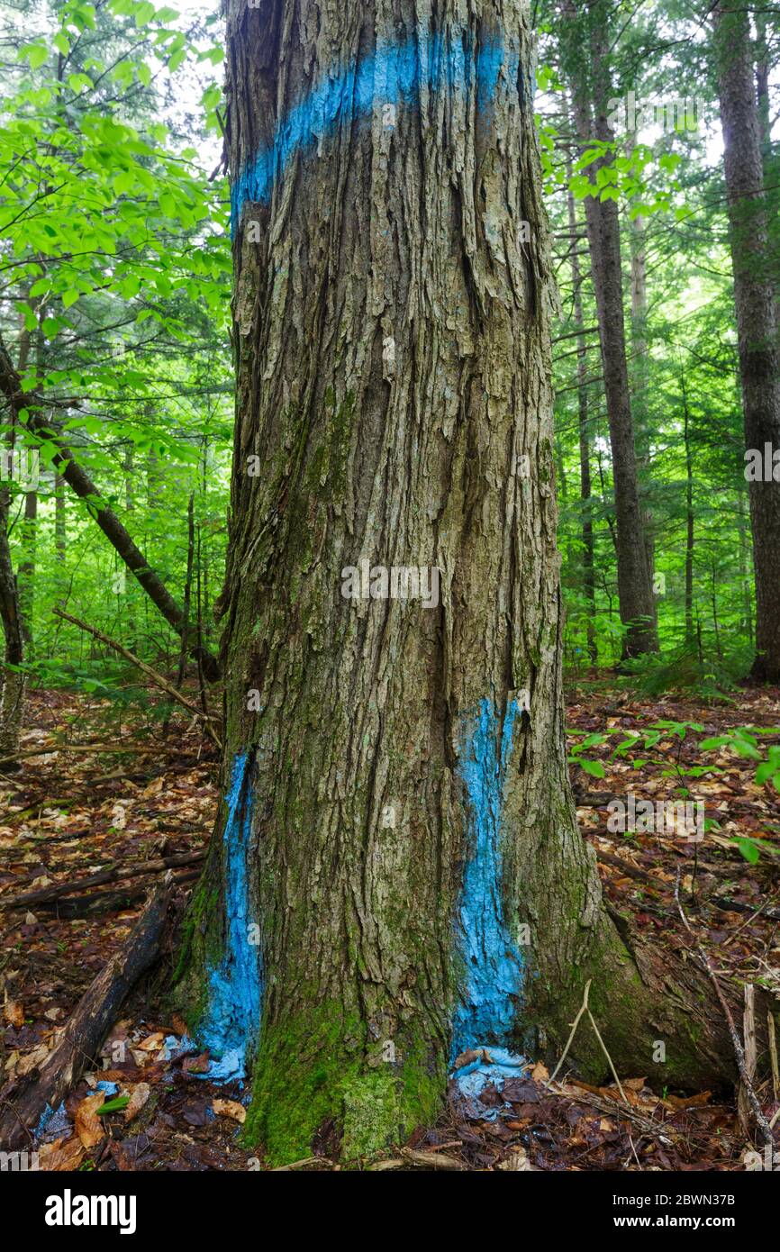 Trees marked for removal with blue paint in section 69 of the Northeast