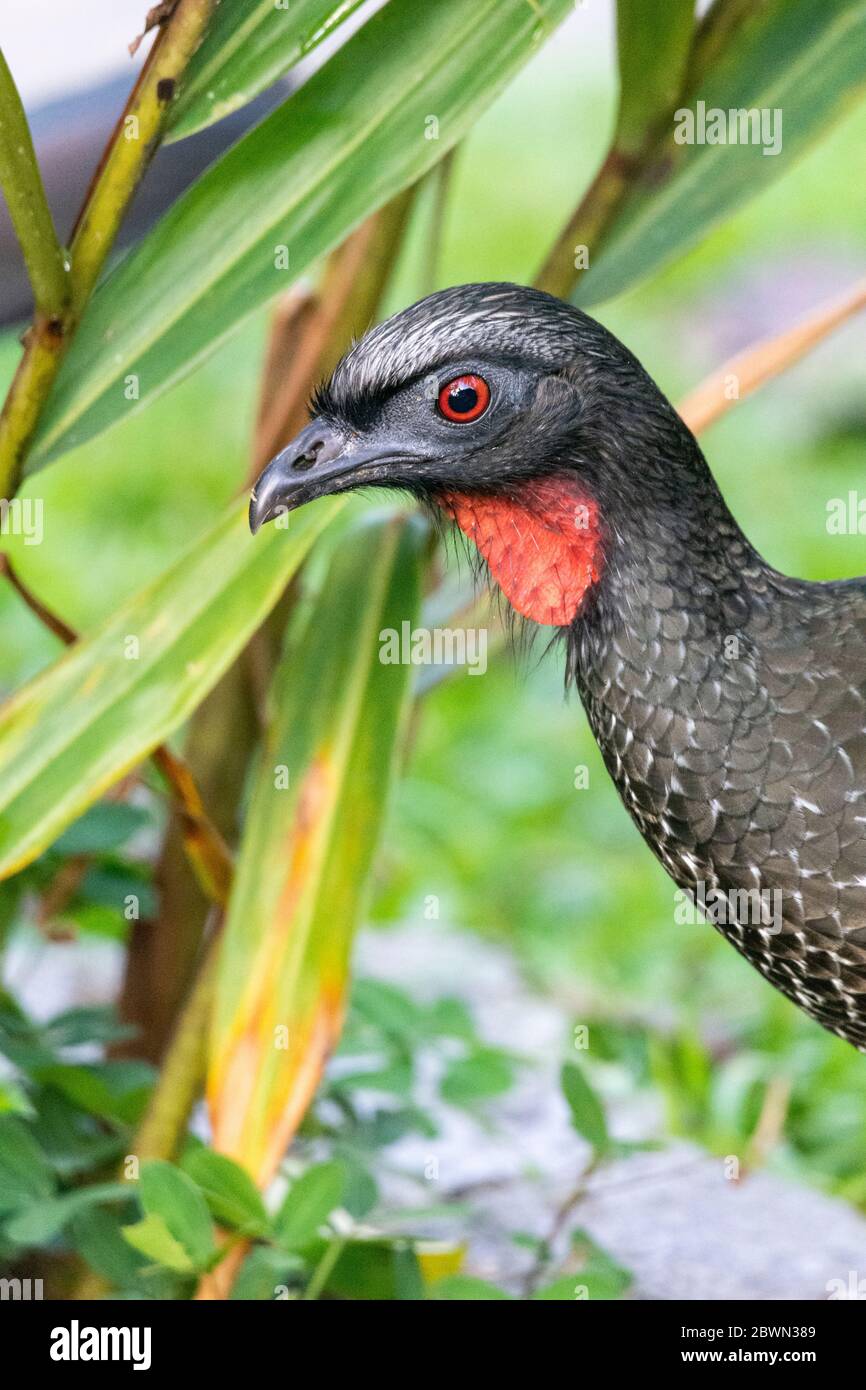 Beautiful black tropical bird with red throat on green Atlantic