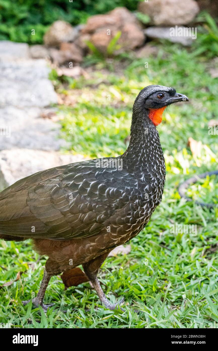 Beautiful black tropical bird with red throat on green Atlantic