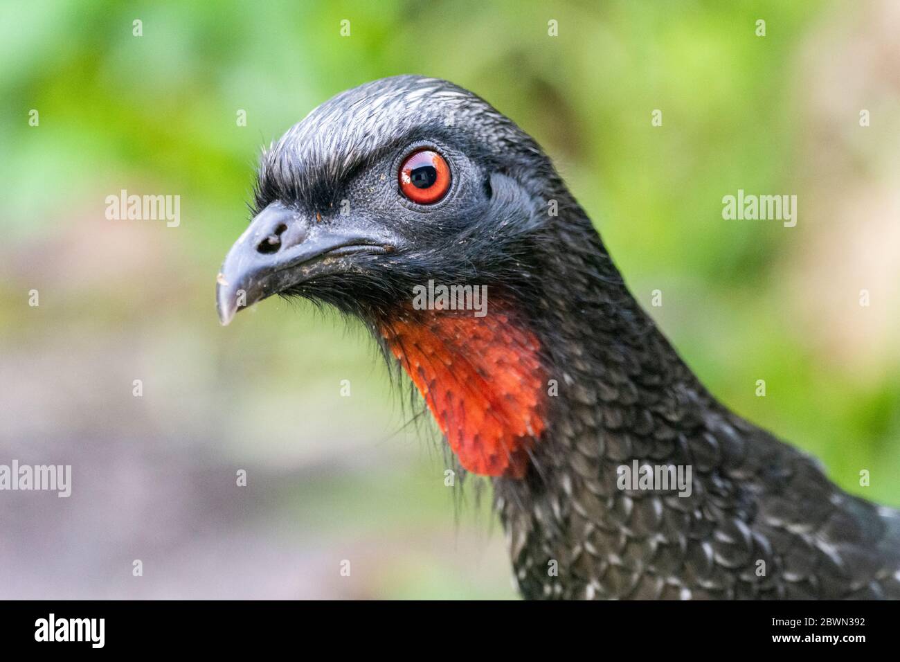 Beautiful black tropical bird with red throat on green Atlantic ...