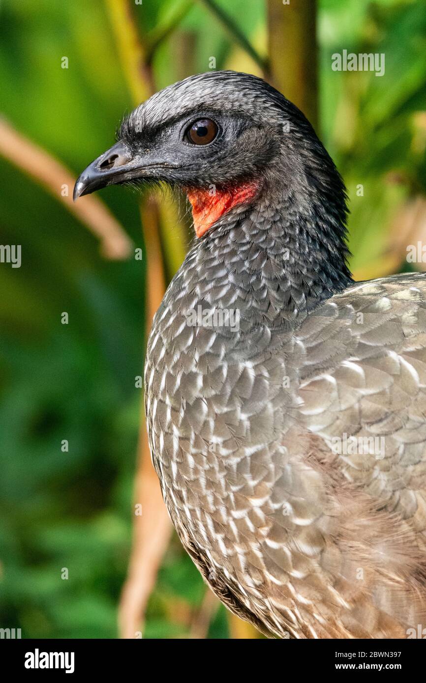 Beautiful black tropical bird with red throat on green Atlantic