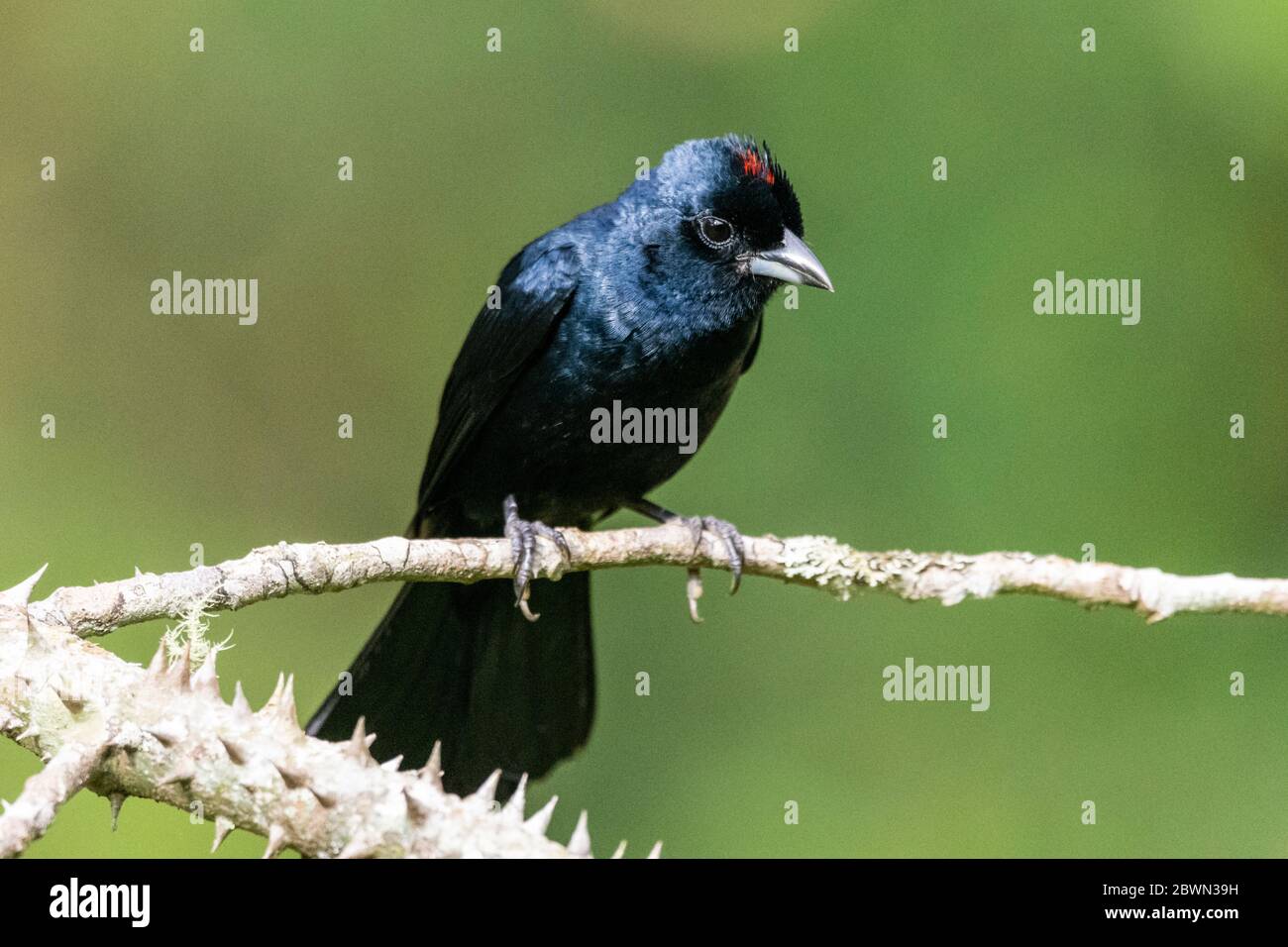 Beautiful black tropical bird on green Atlantic Rainforest tree branch, Serrinha do Alambari, Mantiqueira Mountains, Rio de Janeiro, Brazil Stock Photo