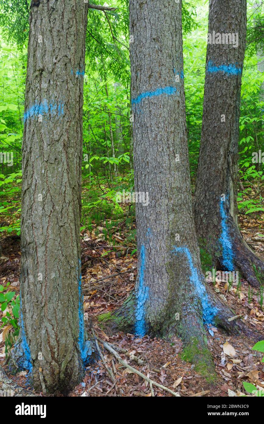 Trees marked with blue paint in the Northeast Swift Timber Project area
