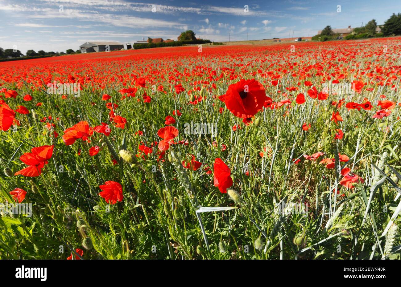 Heacham, Norfolk, England, UK. 2nd June 2020. A field full of red poppies in bloom in the sunshine. Credit: Stuart Aylmer/Alamy Live News Stock Photo