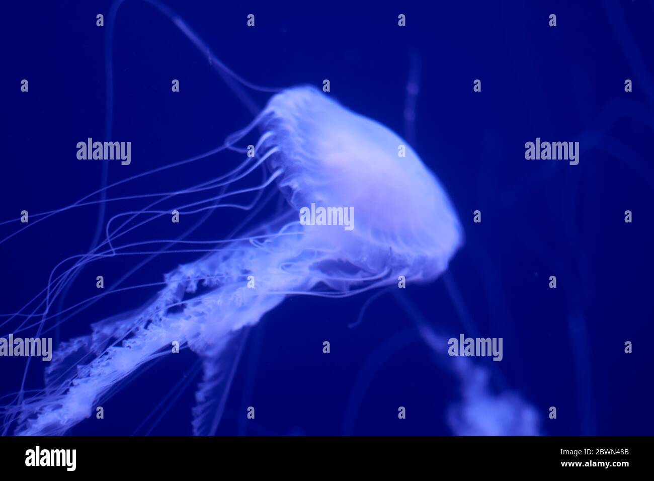 Jellyfish set, in the ocean, blue color, fluorescent Stock Photo - Alamy