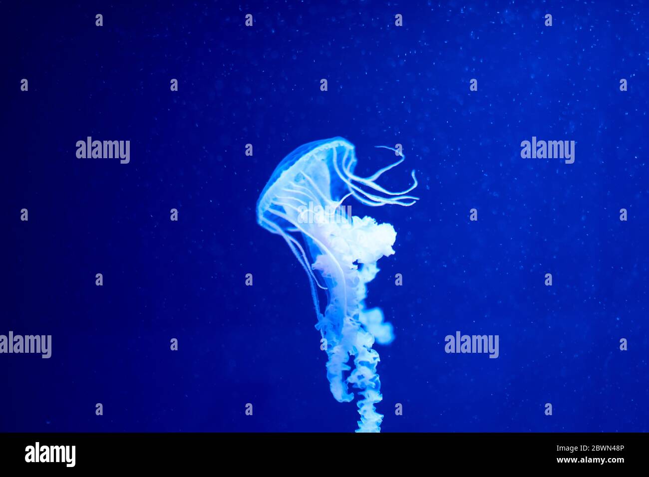 Jellyfish set, in the ocean, blue color, fluorescent Stock Photo - Alamy