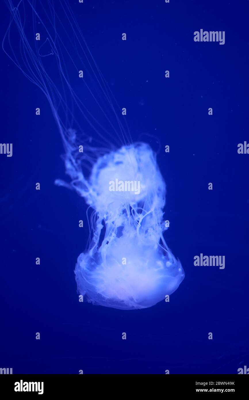 Jellyfish set, in the ocean, blue color, fluorescent Stock Photo - Alamy