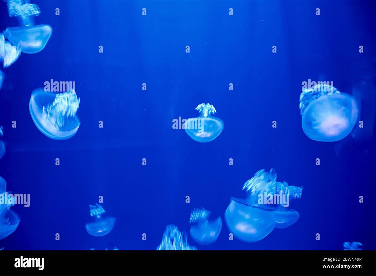 Jellyfish set, in the ocean, blue color, fluorescent Stock Photo - Alamy