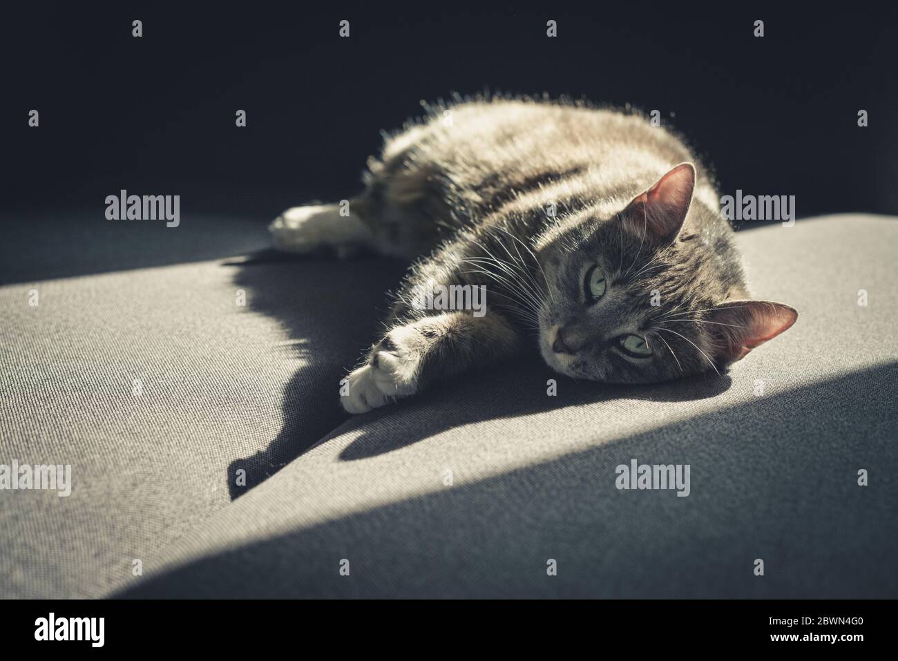 Grey tabby cat laing on sofa in sun spot at home closeup Stock Photo