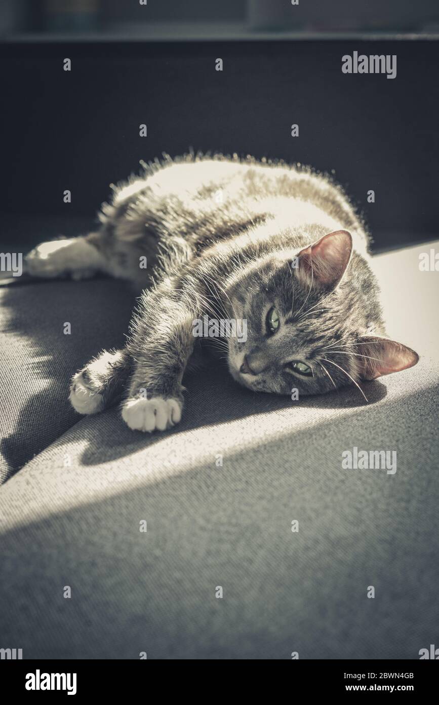 Grey tabby cat laing on sofa in sun spot at home closeup Stock Photo