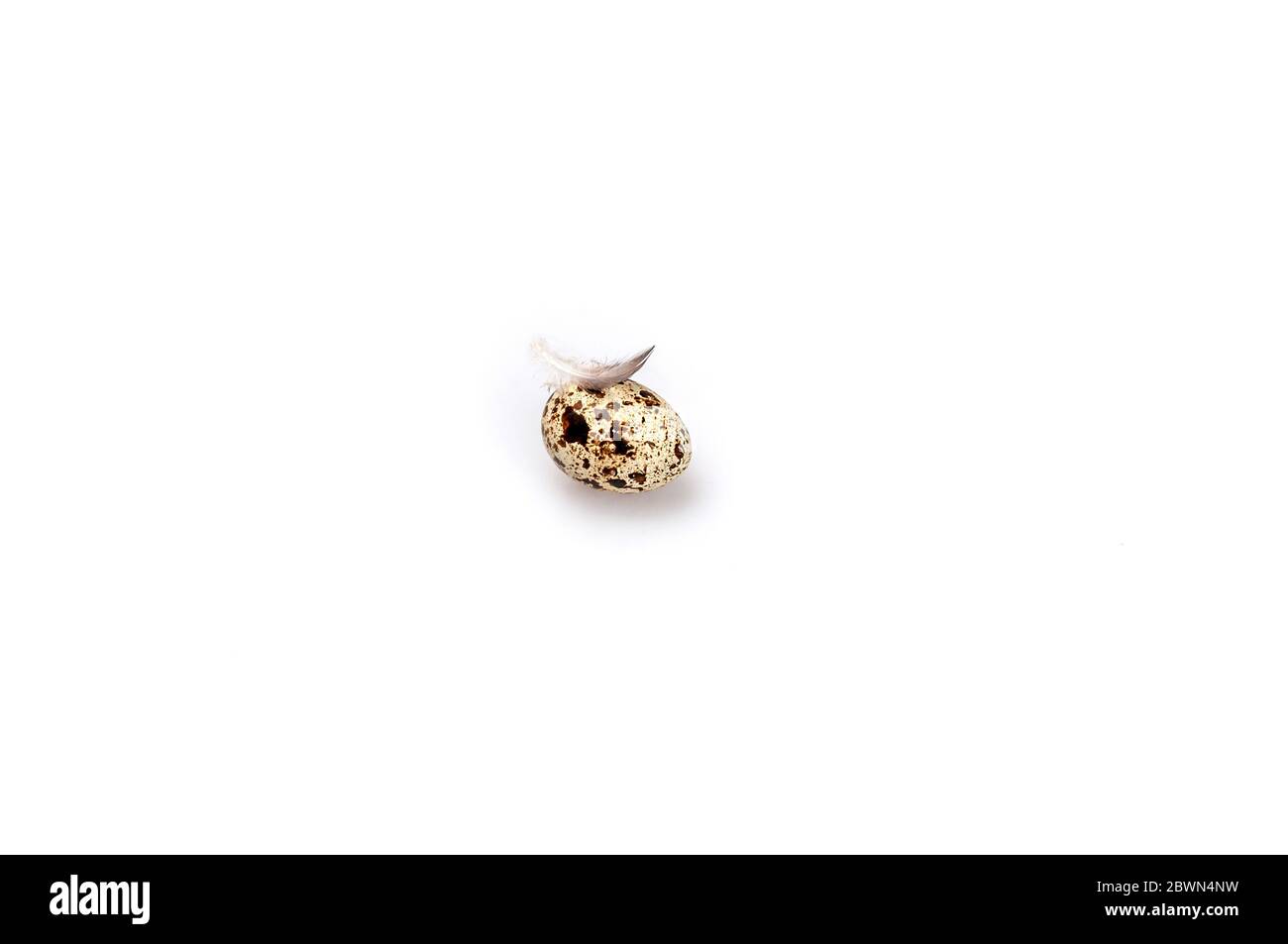 Quail eggs with feather on a white background. Stock Photo