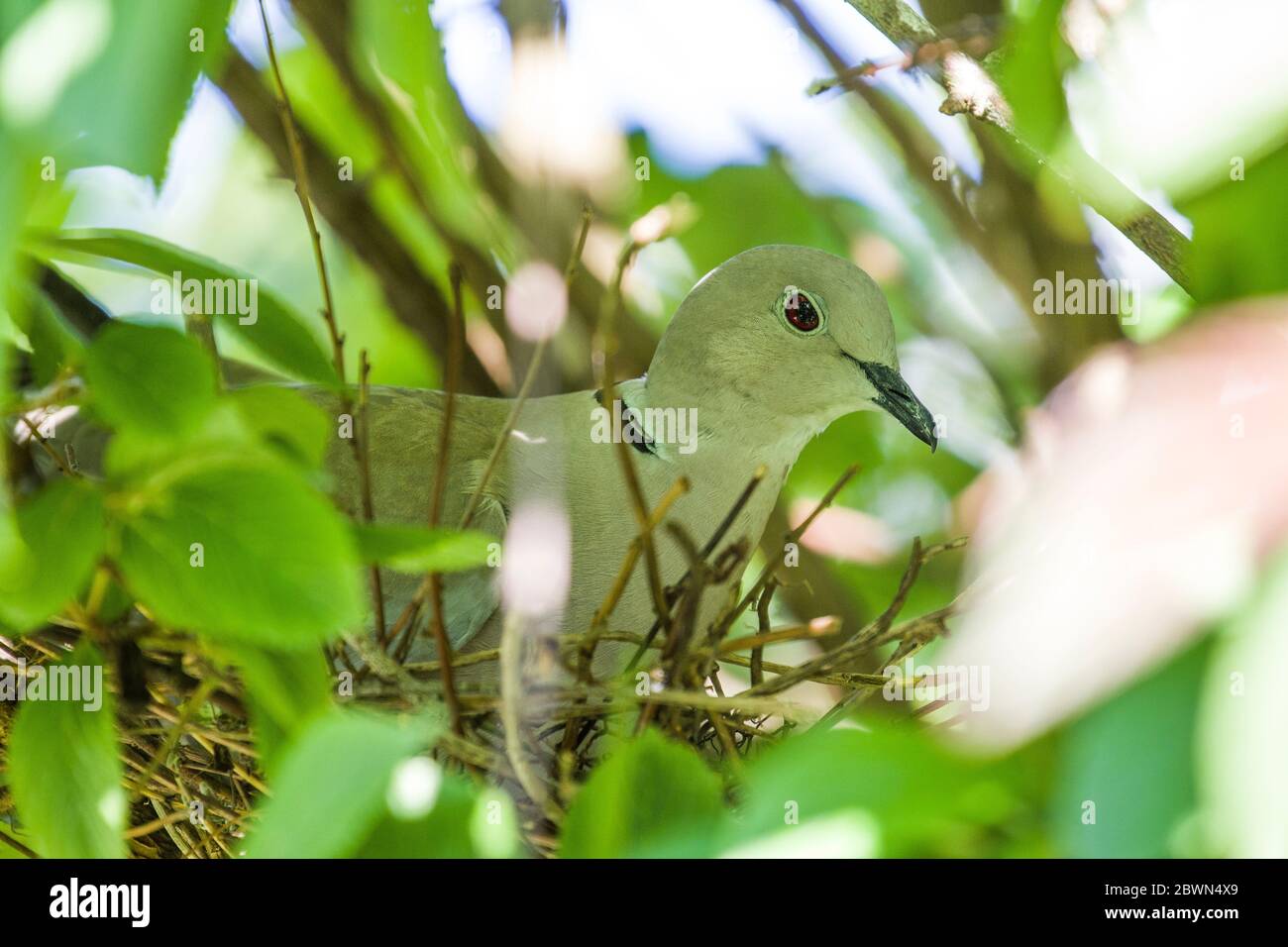 nesting collared dove Stock Photo