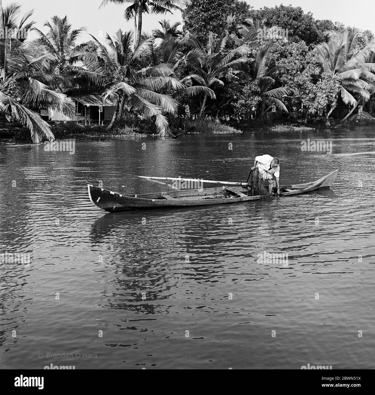 Man with cigarette in mouth stands in long narrow boat and pulls fishing net up from the brackish waters of Kerala's backwaters while palm trees stand tall in the background at the edge of va Stock Photo