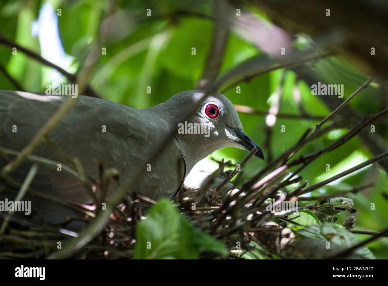 nesting collared dove Stock Photo