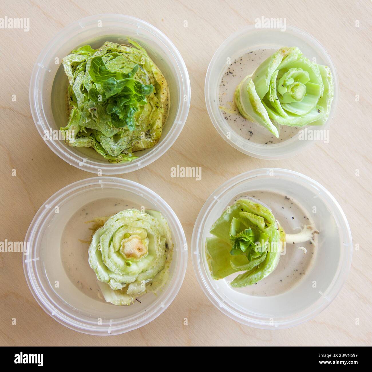 cut lettuce bolting new leaves Stock Photo Alamy