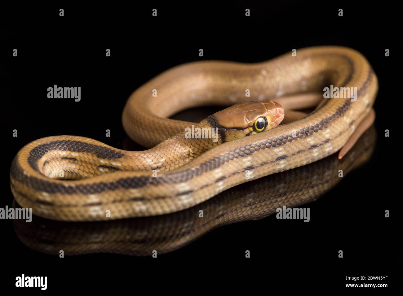 The radiated ratsnake, copperhead rat snake or copper-headed trinket ...
