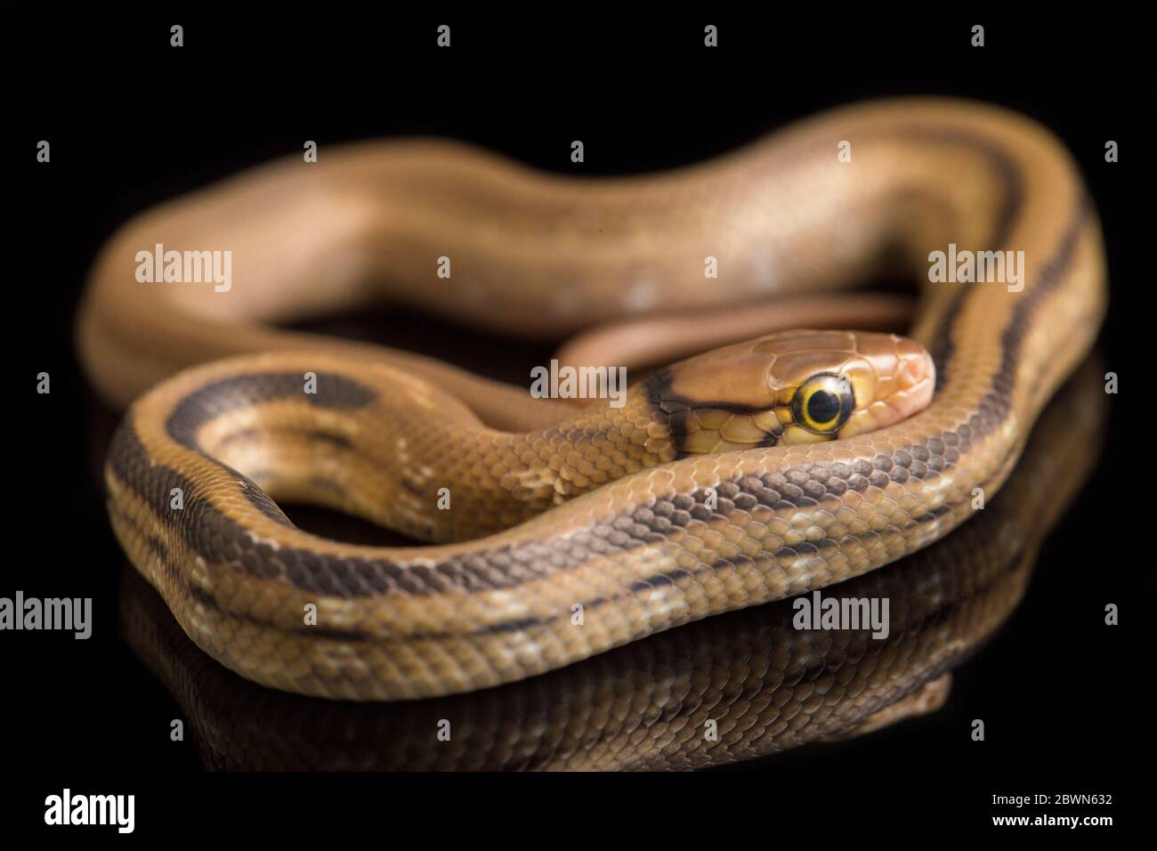 Snake Skin Close Up High Resolution Stock Photography And Images Alamy