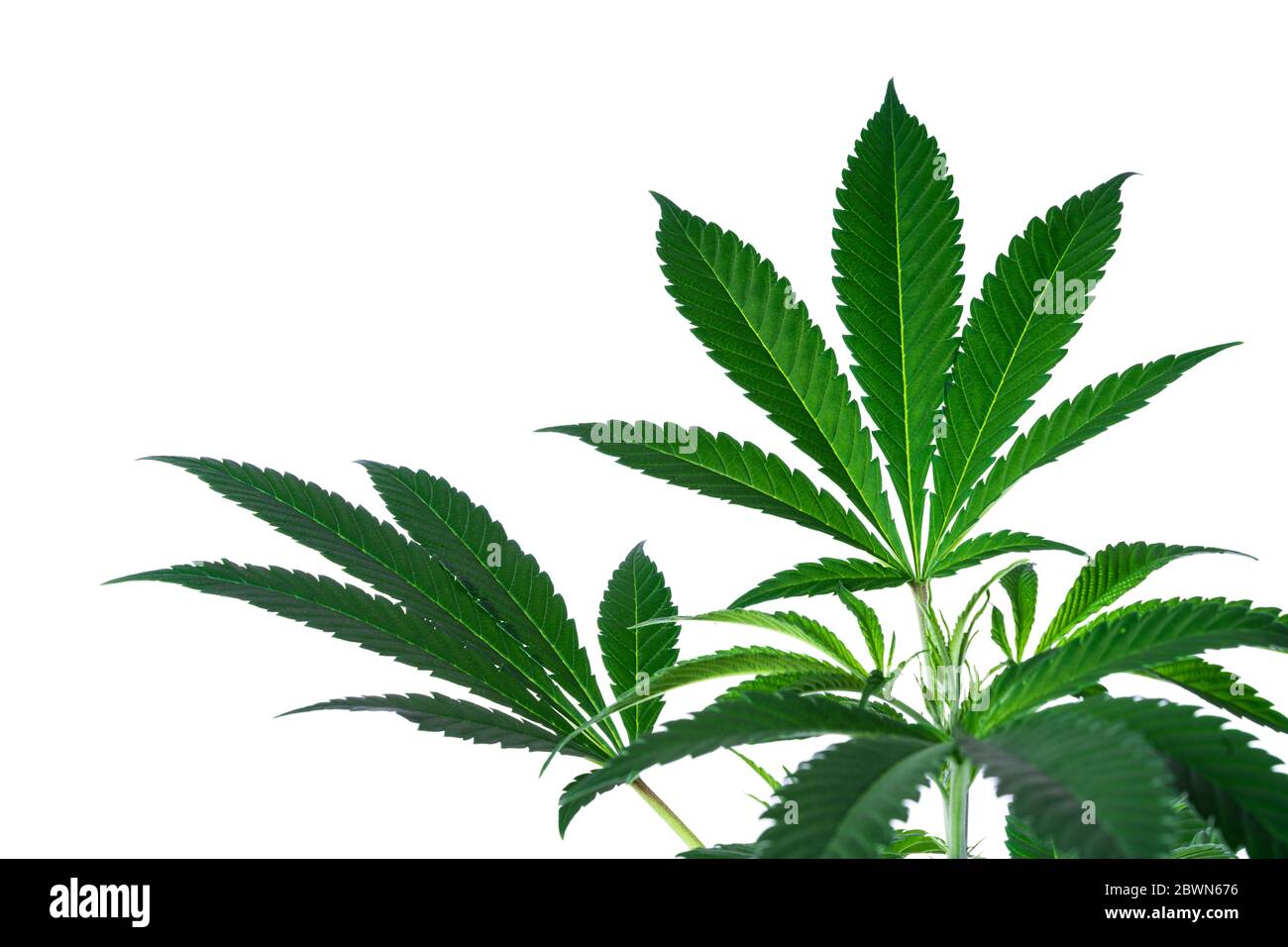 Cannabis leafs isolated on a white background Stock Photo