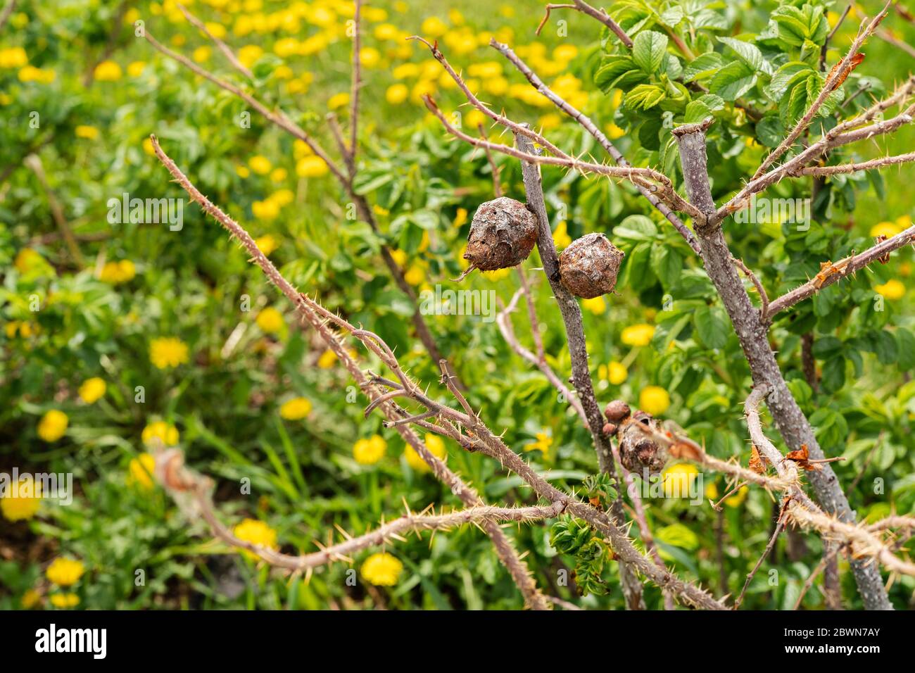 Dog Dog Rose or Rosehip disease what is making the bush drying. Sick