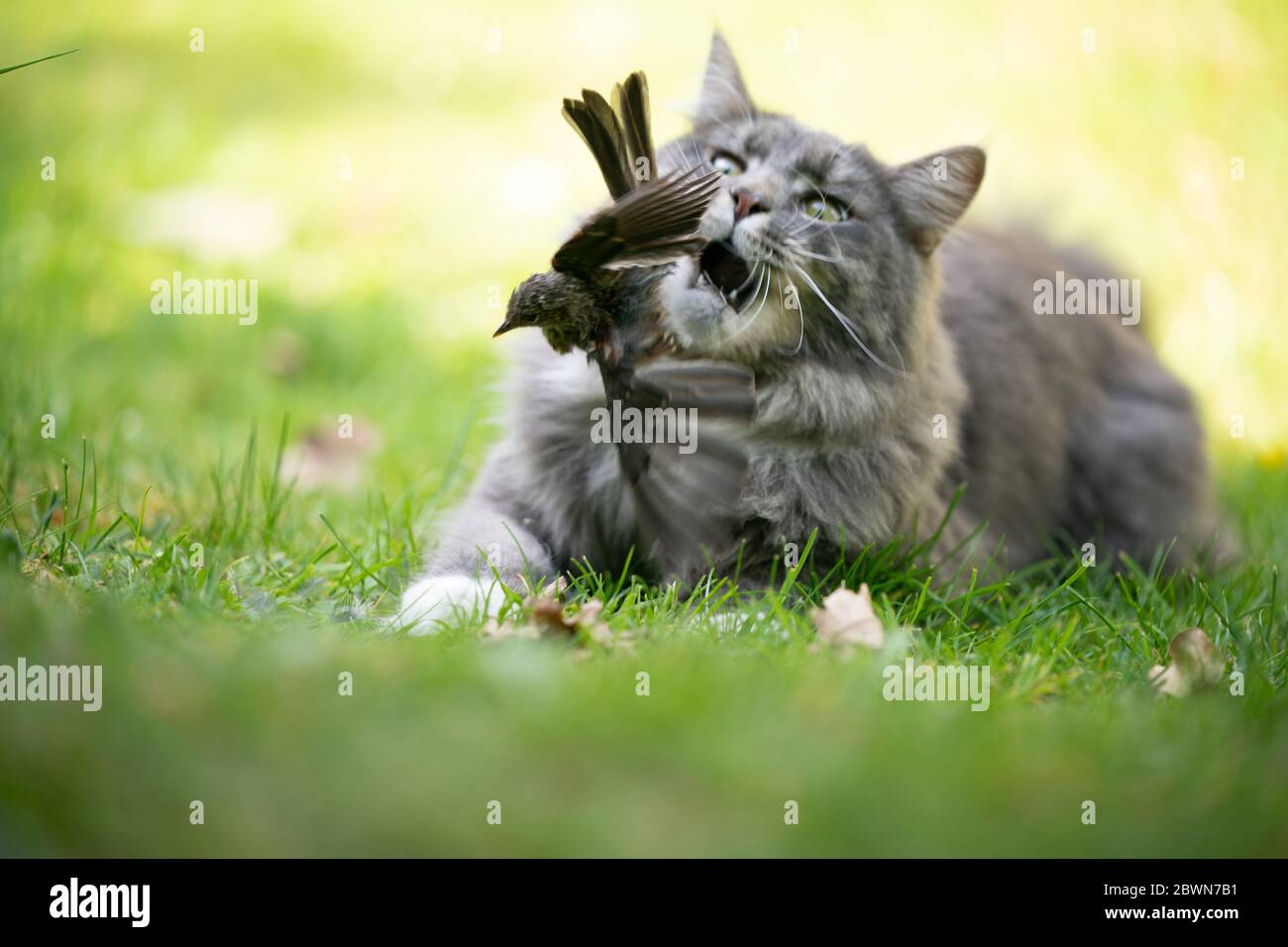 maine coon cat hunting bird outdoors Stock Photo Alamy
