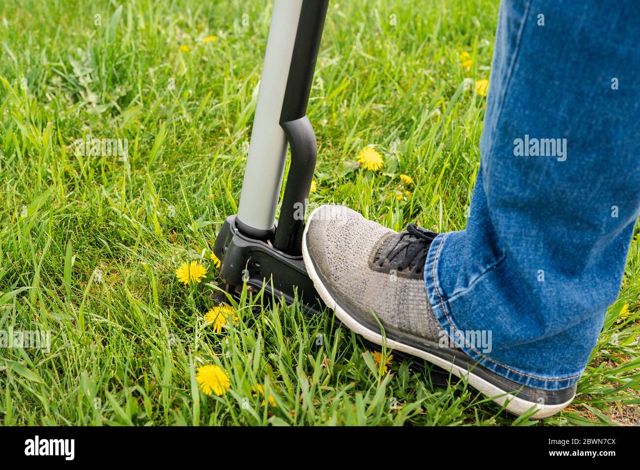 Seasonal yard work, man fighting with dandelions. Device for removing dandelion weeds by pulling the tap root. Weed control. Dandelion removal. Stock Photo