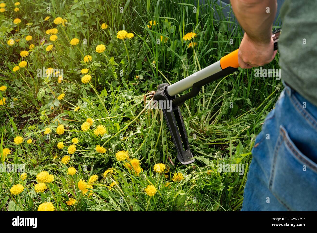 Gardener removing weeds from yard. Device for removing dandelion weeds by pulling the tap root. Weed control. Dandelion removal and weeder lawn tool. Stock Photo