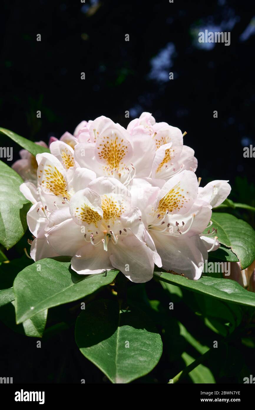 Closeup of a white, light pink, and yellow rhododendron flower blooming in spring Stock Photo