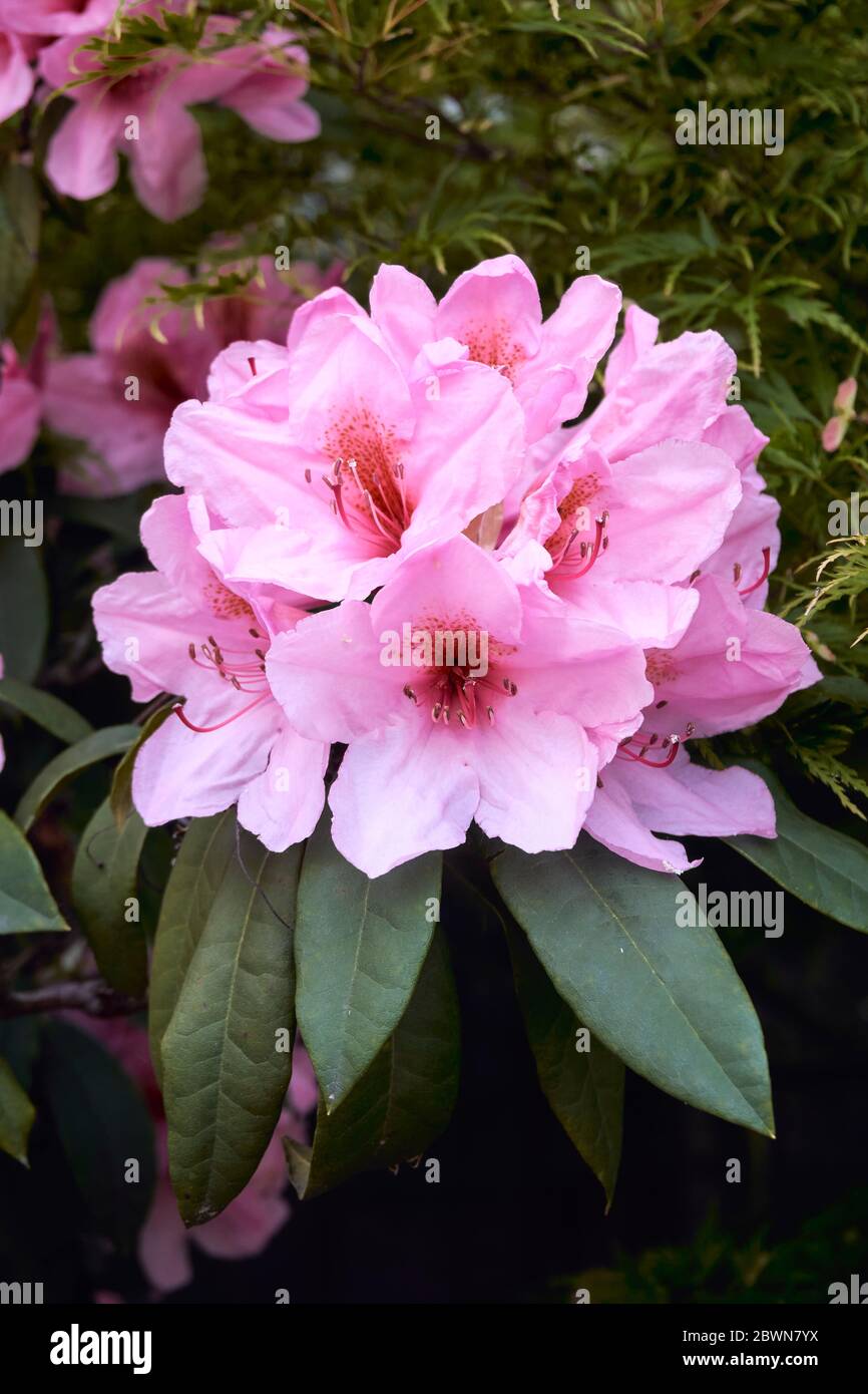 Closeup of a bright pink rhododendron flower blooming in spring Stock Photo