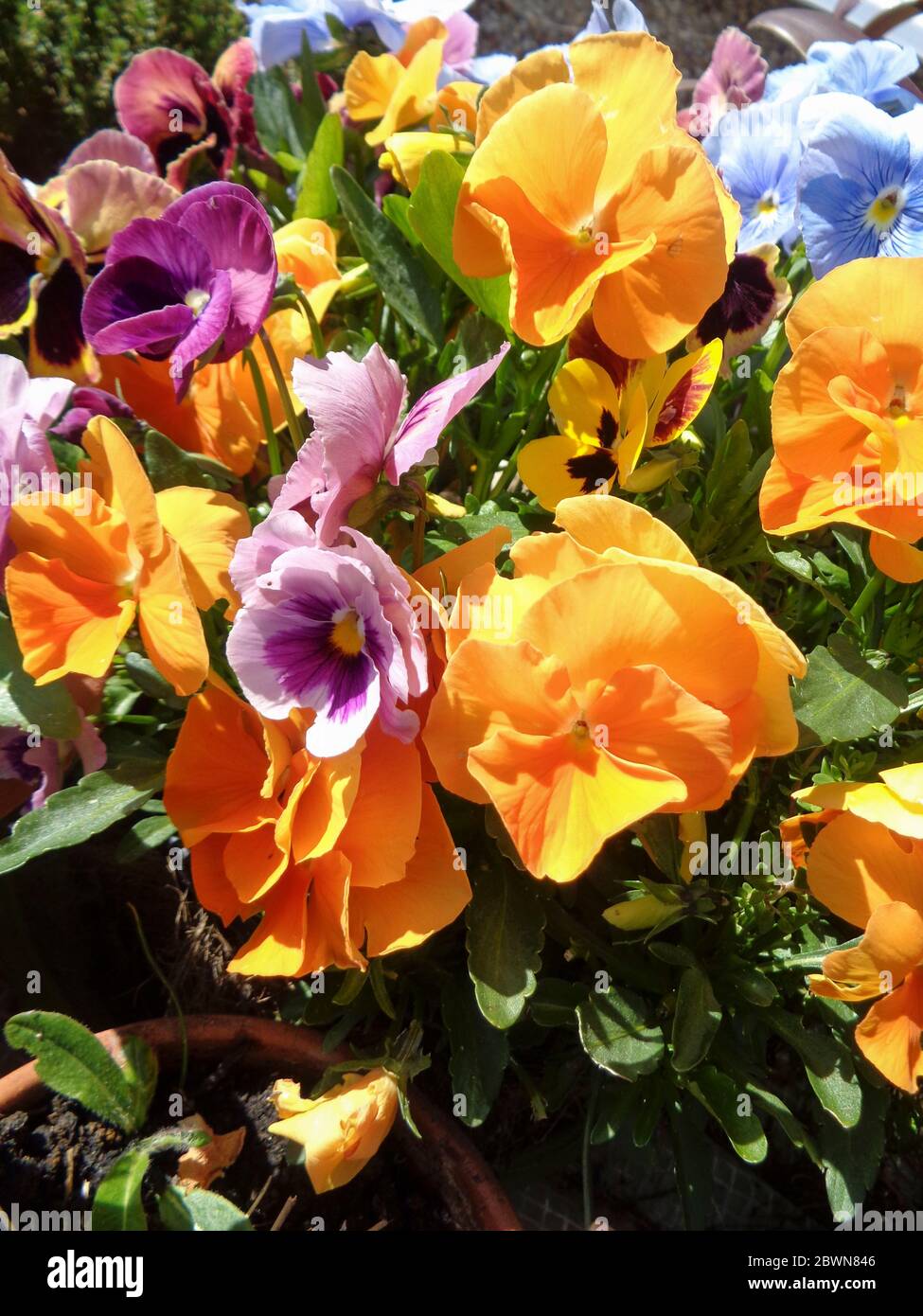 Pansies in full flower growing in an urban garden, London, England, United Kingdom, Europe Stock