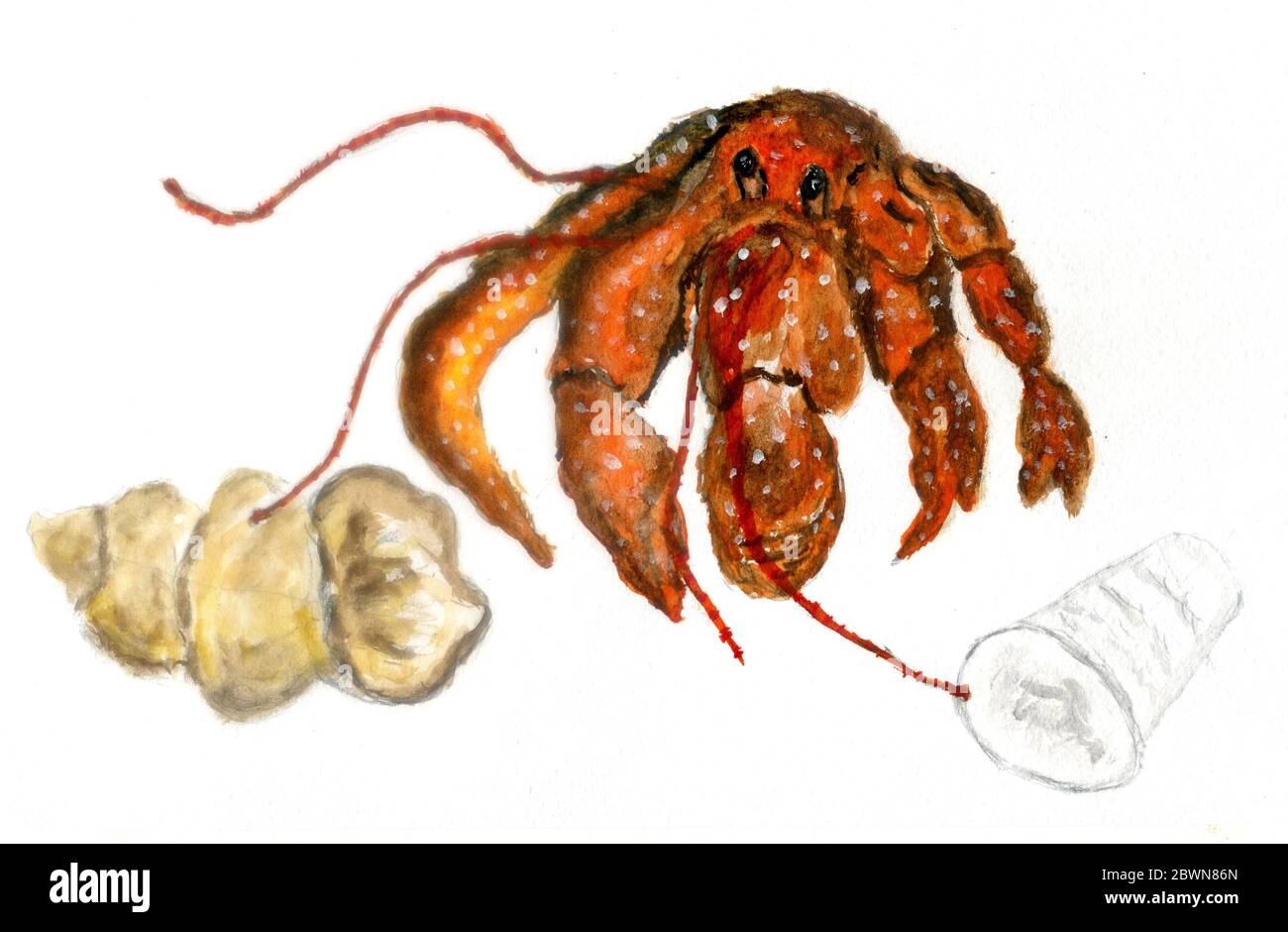 Wild hermit crab searching new home, plastic cup or seashell Stock ...