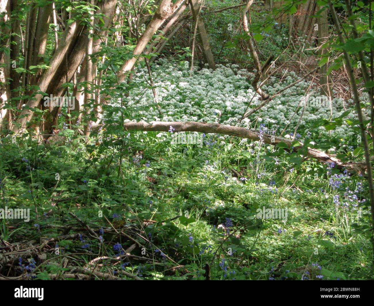 Wild Ransom's Ancient woodland indicator kingdom hi-res stock photography and images ...