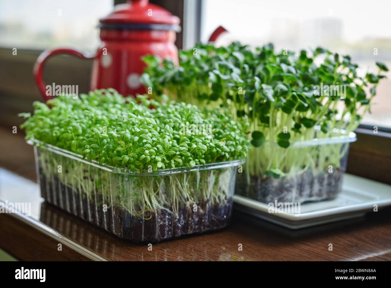 Microgreen of garden cress and daikon radish, young plants, in plastic container on windowsill closeup Stock Photo