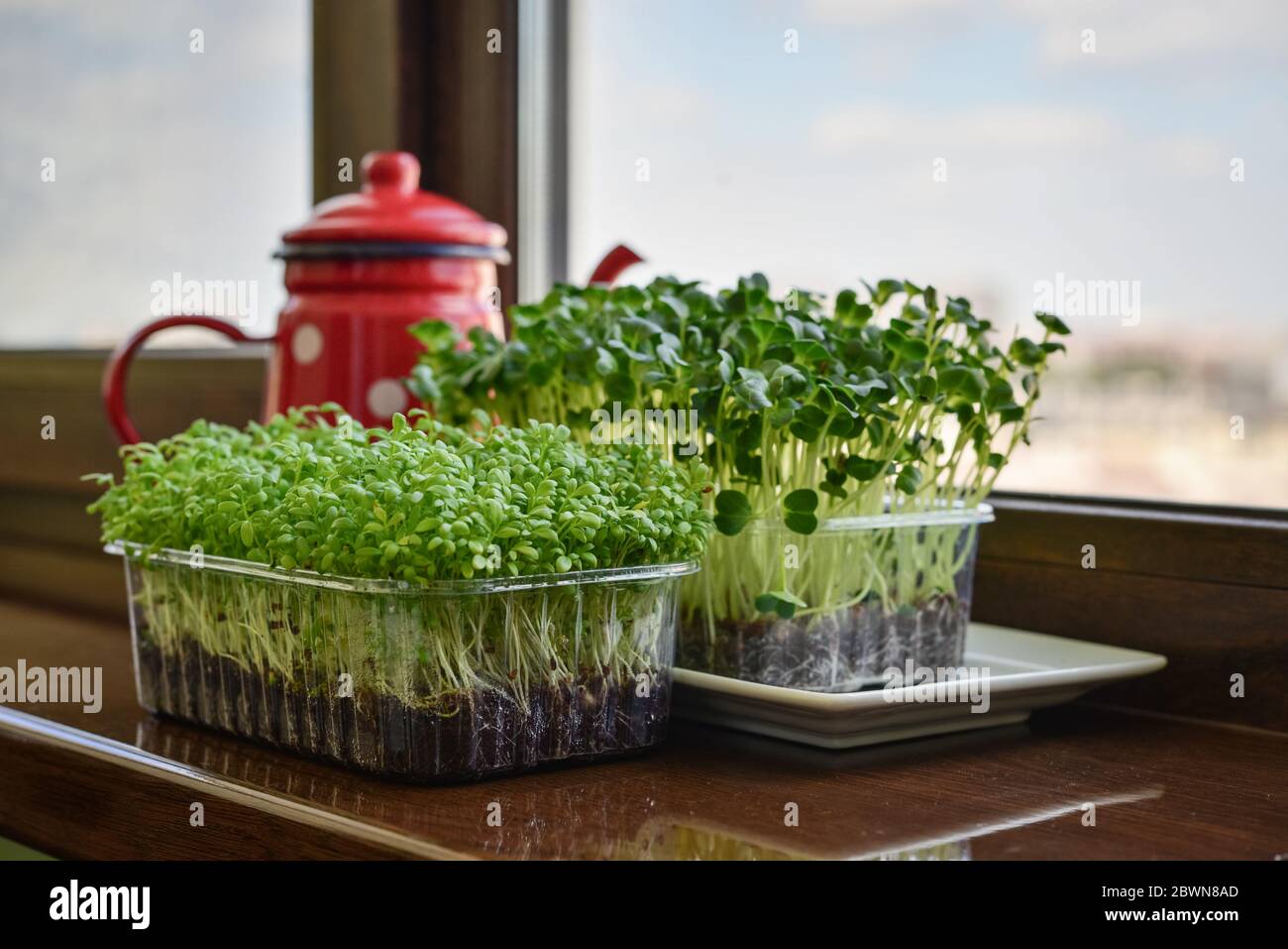 Microgreen of garden cress and daikon radish, young plants, in plastic container on windowsill closeup Stock Photo