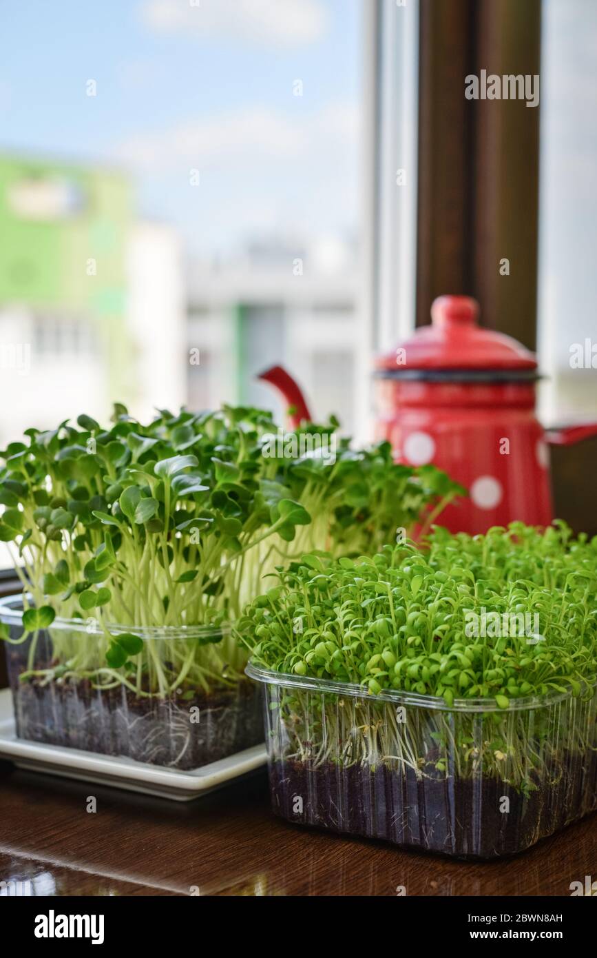 Microgreen of garden cress and daikon radish, young plants, in plastic container on windowsill closeup Stock Photo