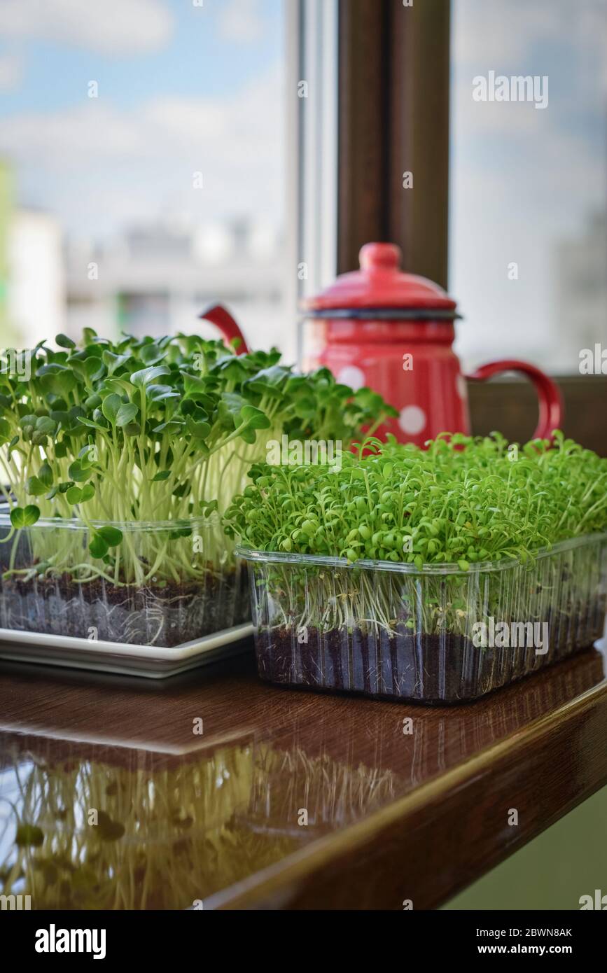 Microgreen of garden cress and daikon radish, young plants, in plastic container on windowsill closeup Stock Photo
