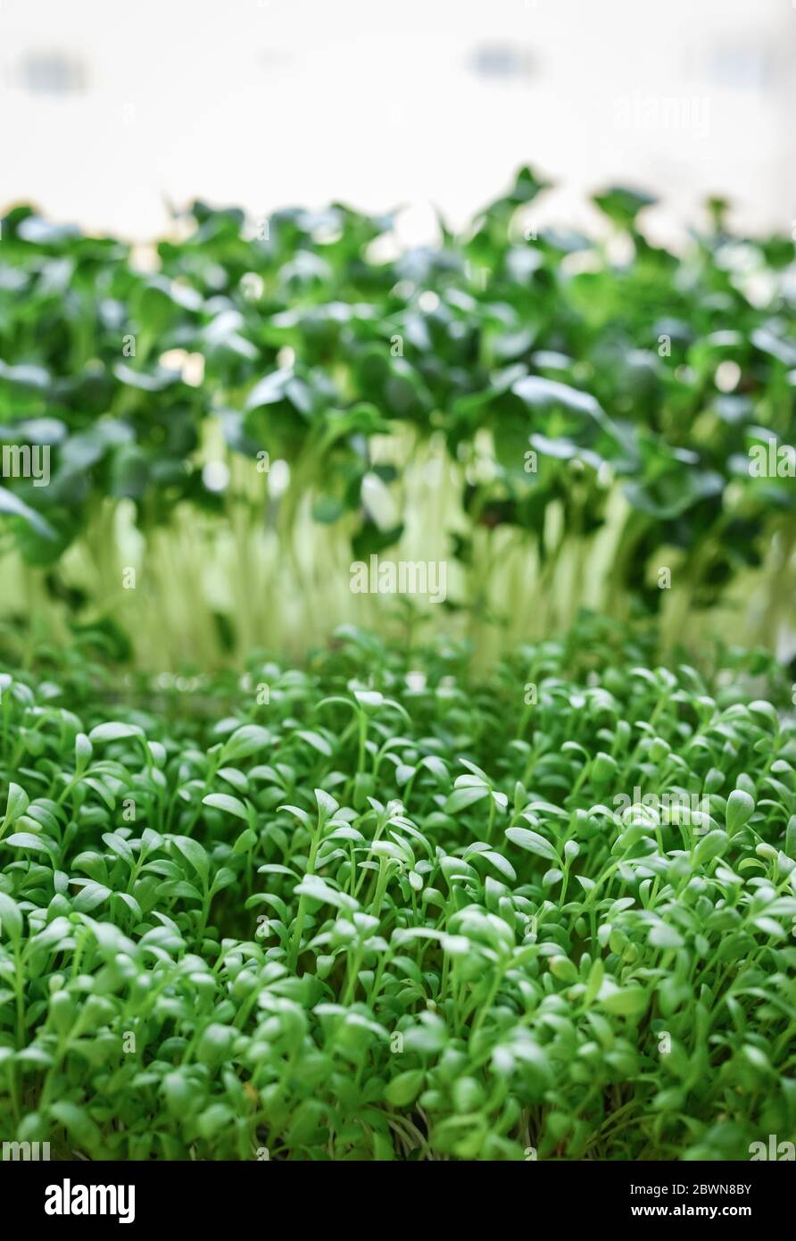 Microgreen of garden cress and daikon radish, young plants, in plastic container on windowsill closeup Stock Photo