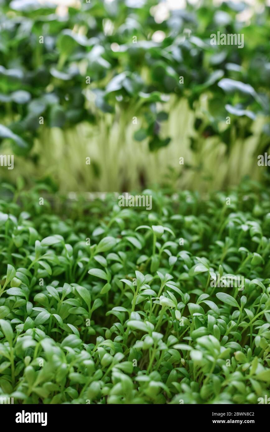Microgreen of garden cress and daikon radish, young plants, in plastic container on windowsill closeup Stock Photo